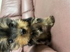 ヨーキー(ヨークシャー・テリア) 子犬 探す 可愛い男の子、女の子 7440
