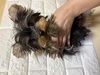 ヨーキー(ヨークシャー・テリア) 子犬 探す 訳ありヨーキーちゃん... 7441