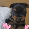 ヨーキー(ヨークシャー・テリア) 子犬 探す ☆とっても可愛い甘え... 7442