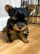 ヨーキー(ヨークシャー・テリア) 子犬 探す 手のひらサイズのヨー... 7445