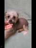 チャイニーズ・クレステッド 子犬 探す ヘアレスの男の子 1101