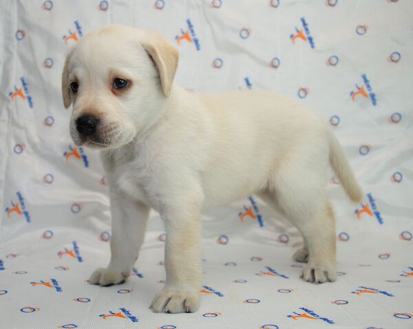 ラブラドール・レトリーバー 犬の販売・譲渡 7152 訓練系のフレンドリーな系統