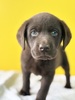 ラブラドール・レトリーバー 子犬 探す チョコレート1412 7265