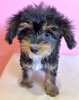 MIX・雑種 子犬 探す チワプー女の子ブラッ... 14069