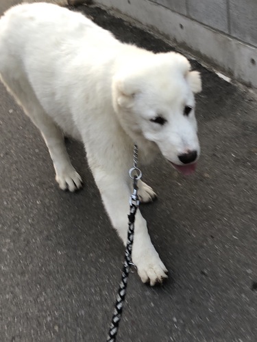 セントラル アジア シェパード ドッグ Central Asian Shepherd Dog Japaneseclass Jp