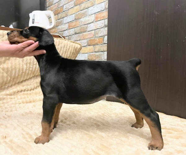 ヨーロピアンタイプ丸々肥えた元気な子犬 No 86 ドーベルマン 犬の出産情報 子犬販売 Dogoo Com