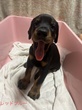 ドーベルマン 子犬 探す 首輪色レッドブルー 2294