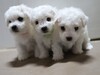 ビションフリーゼ 子犬 探す 【募集終了】ファミリ... 1294