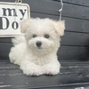 ビションフリーゼ 子犬 探す ★もふもふビション 1304