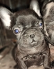 フレンチブルドッグ 子犬 探す 終了となります 10114