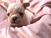 フレンチブルドッグ 子犬 探す 可愛いアメリカライン... 10115