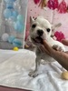 フレンチブルドッグ 子犬 探す クリームカラーの女の... 10116
