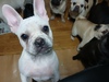 フレンチブルドッグ 子犬 探す ★元気な女の子★ 10121