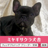フレンチブルドッグ 子犬 探す パパはJKCチャンピオ... 10122