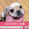 フレンチブルドッグ 子犬 探す パパはJKCチャンピオ... 10123