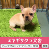 フレンチブルドッグ 子犬 探す パパはJKCチャンピオ... 10125