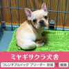 フレンチブルドッグ 子犬 探す パパはJKCチャンピオ... 10127