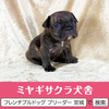 フレンチブルドッグ 子犬 探す パパはJKCチャンピオ... 10128