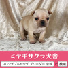 フレンチブルドッグ 子犬 探す パパはJKCチャンピオ... 10129