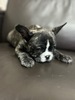フレンチブルドッグ 子犬 探す アメリカチャンピオン... 10143