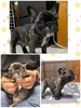フレンチブルドッグ 子犬 探す 男の子のみになりまし... 10146