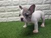 フレンチブルドッグ 子犬 探す マール系 10151