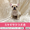 フレンチブルドッグ 子犬 探す パパはJKCチャンピオ... 10153