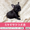 フレンチブルドッグ 子犬 探す パパはJKCチャンピオ... 10154