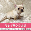 フレンチブルドッグ 子犬 探す パパはJKCチャンピオ... 10155