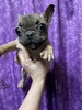 フレンチブルドッグ 子犬 探す 訳あり 目に小さな傷 10156