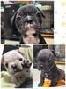 フレンチブルドッグ 子犬 探す 8兄妹です☆ 10159