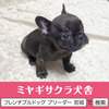 フレンチブルドッグ 子犬 探す パパはJKCチャンピオ... 10160