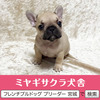 フレンチブルドッグ 子犬 探す パパはJKCチャンピオ... 10161
