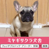 フレンチブルドッグ 子犬 探す パパはJKCチャンピオ... 10162