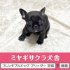 フレンチブルドッグ 子犬 探す パパはJKCチャンピオ... 10163