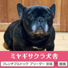フレンチブルドッグ 子犬 探す 引退犬 5歳 ブリンド... 10164
