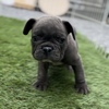 フレンチブルドッグ 子犬 探す 希少カラーブルー 10165
