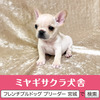 フレンチブルドッグ 子犬 探す パパはアメリカチャン... 10166