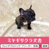フレンチブルドッグ 子犬 探す パパはアメリカチャン... 10167