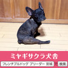 フレンチブルドッグ 子犬 探す パパはアメリカチャン... 10168