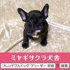 フレンチブルドッグ 子犬 探す パパはアメリカチャン... 10169