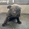 フレンチブルドッグ 子犬 探す ブリンドル男の子 10170