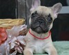 フレンチブルドッグ 子犬 探す 可愛い男の子! 10171