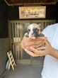 フレンチブルドッグ 子犬 探す 可愛い男の子! 10172