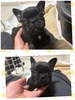 フレンチブルドッグ 子犬 探す 最後の女の子です☆ 10176