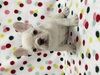 フレンチブルドッグ 子犬 探す 【訳あり】ホワイト&... 10182