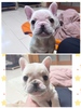 フレンチブルドッグ 子犬 探す 可愛いクリーム女の子 10184