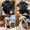 フレンチブルドッグ 子犬 探す 1匹のみになりました 10185