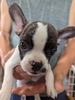 フレンチブルドッグ 子犬 探す 小ぶりの女の子 10186