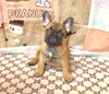 フレンチブルドッグ 子犬 探す ヨーロピアン名門犬舎... 10187